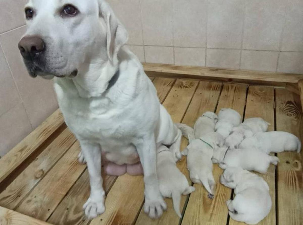 Viva worked as a guide dog and helped the blind owner. Now she works as a mom and helps to teach other dogs by her example.